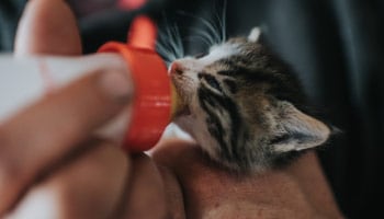 Man with kitten